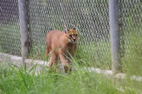 A caracal walking within an enclosed outdoor area with chain-link fencing and green grass. The animal has a reddish-brown coat, black ear tufts, and piercing eyes.