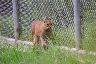 A caracal walking within an enclosed outdoor area with chain-link fencing and green grass. The animal has a reddish-brown coat, black ear tufts, and piercing eyes.