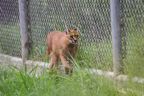 A caracal walking within an enclosed outdoor area with chain-link fencing and green grass. The animal has a reddish-brown coat, black ear tufts, and piercing eyes.