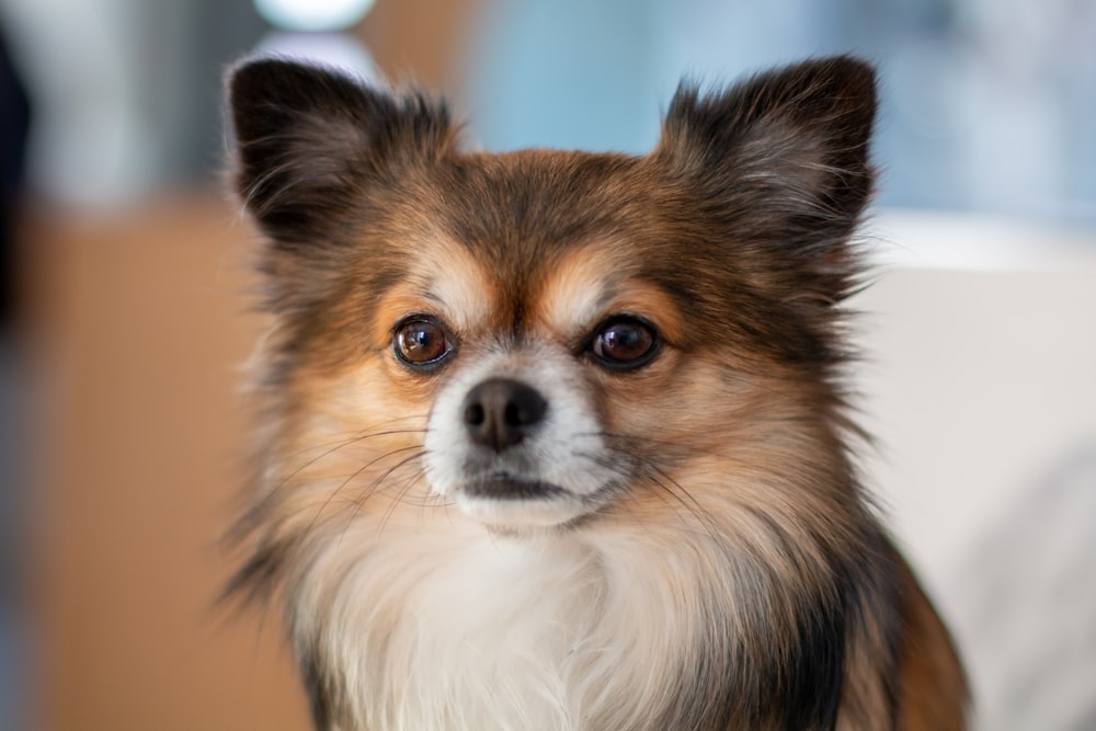 Adult White And Brown Long Haired Chihuahua Lying On Bed Photo