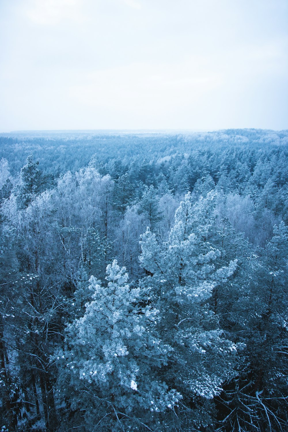 icy trees