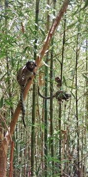 Two marmosets are sitting on bamboo trees in a dense forest. The sunlight filters through the leaves, creating a dappled light effect on the scene. The marmosets have long striped tails and are surrounded by thick green foliage.