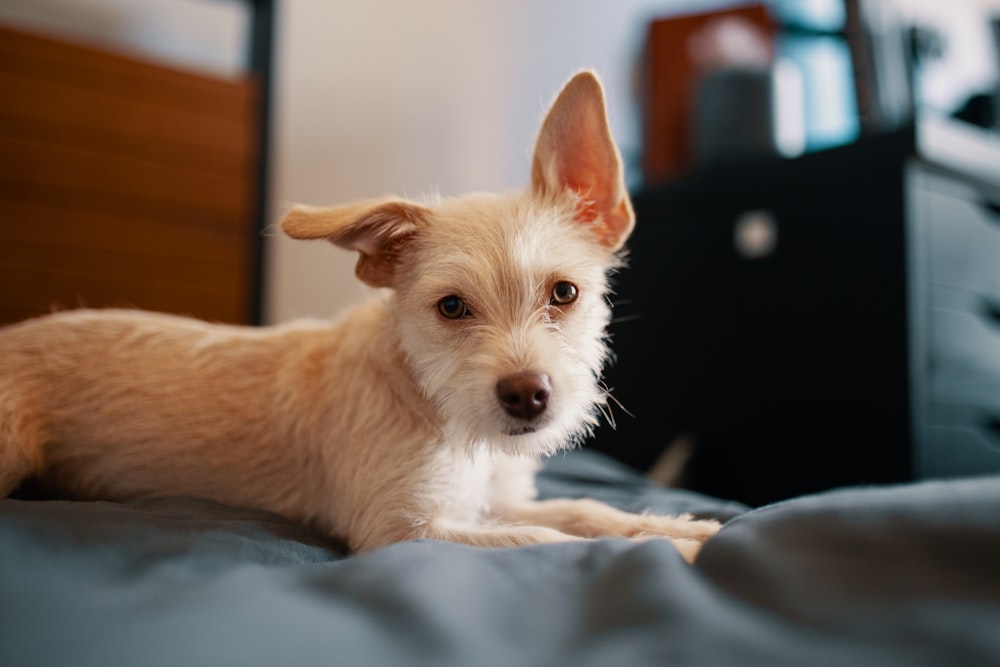 brown dog lying on gray textile