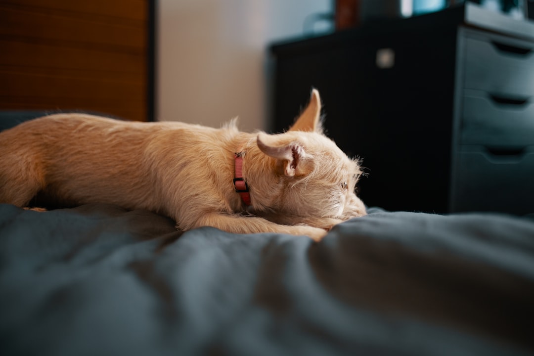 white puppy lying on bed