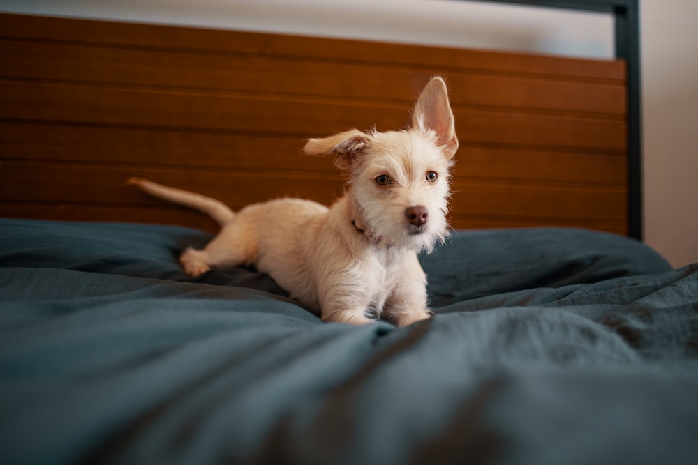 white double-coated dog on bed