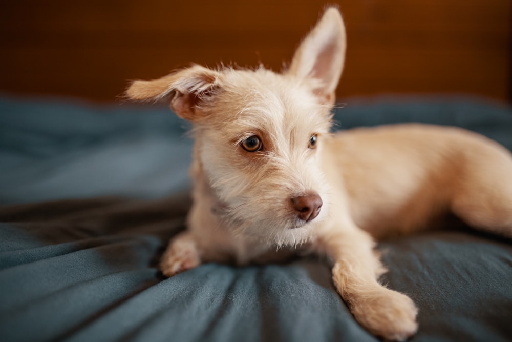 beige short-coated dog on blue comforter