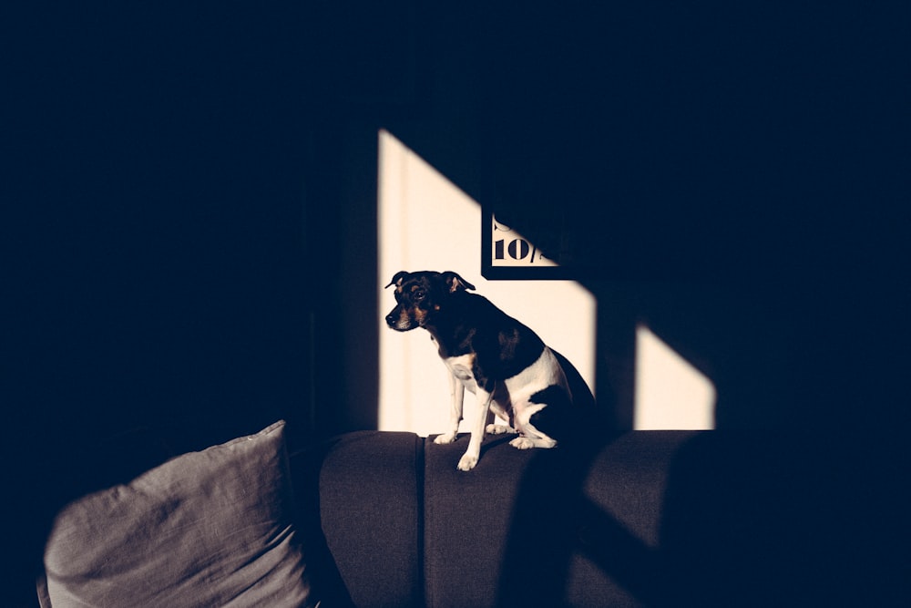black black and white dog sitting on sofa during daytime