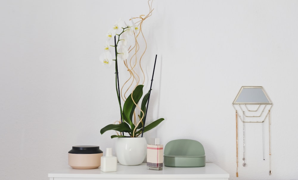 green potted plant on table