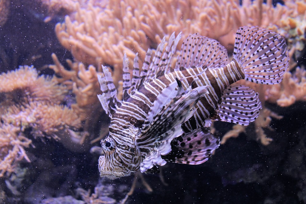 stone fish beside coral