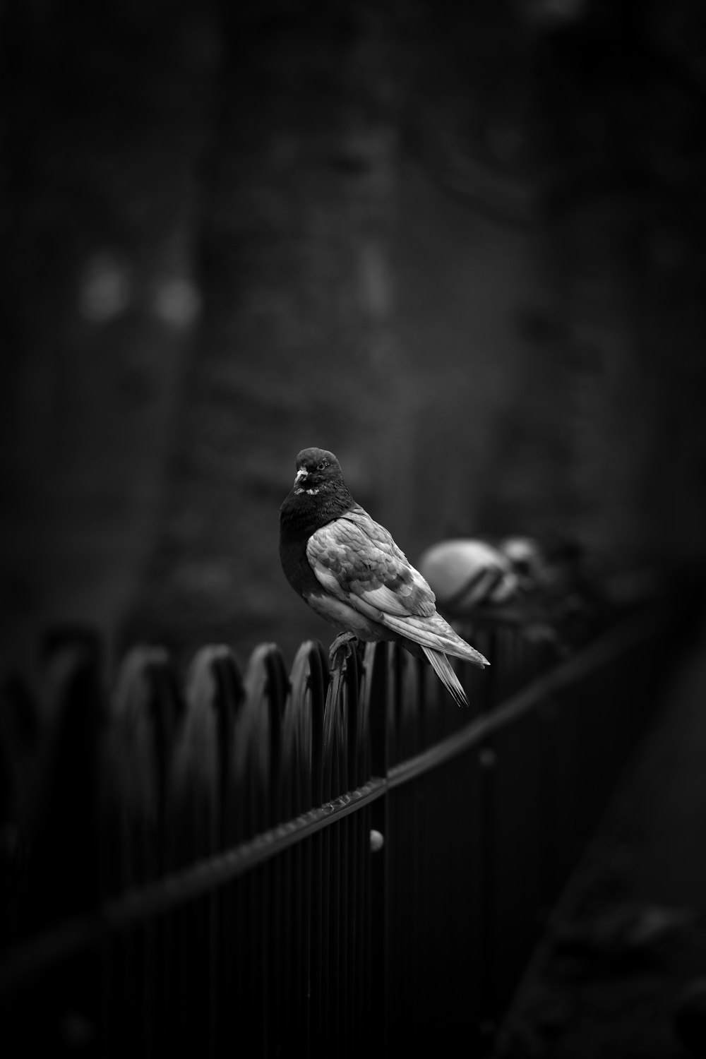 grayscale photo of pigeon on black fence