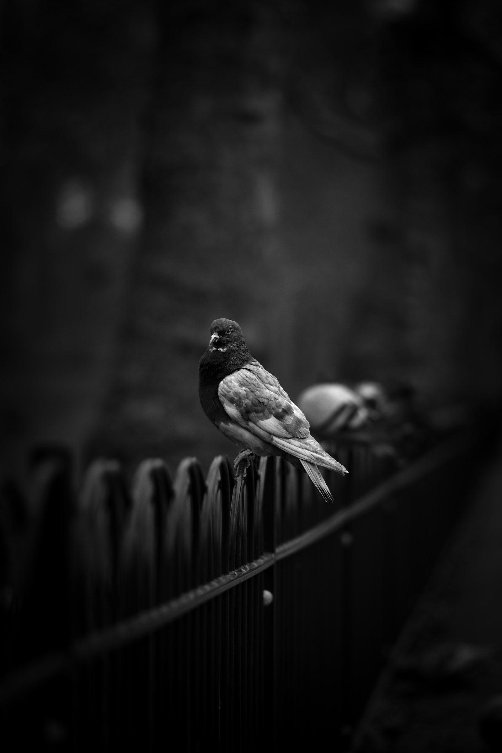 Nikon AF-S Nikkor 85mm F1.8G sample photo. Grayscale photo of pigeon photography