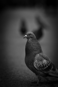 A pigeon stands prominently in the foreground with a blurred background, highlighting its feathers and distinctive features. The focus on the bird creates a striking contrast against the soft, indistinguishable shapes behind it.