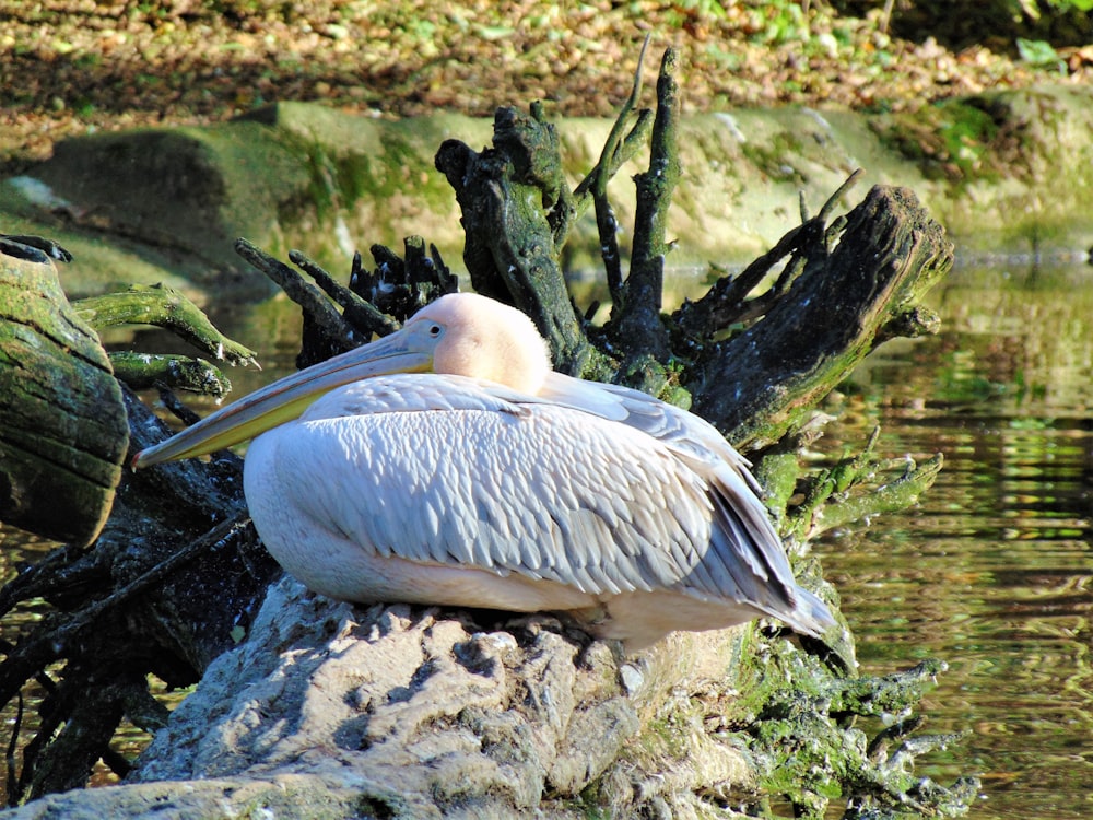 white pelican perching on stone