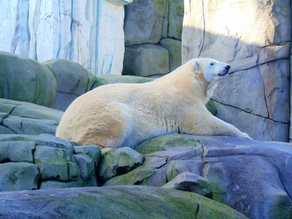 white bear laying on rock formation during daytime