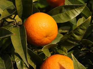 orange fruits