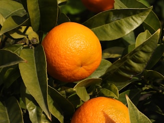 orange fruits