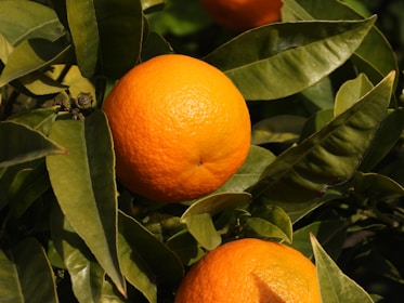 orange fruits