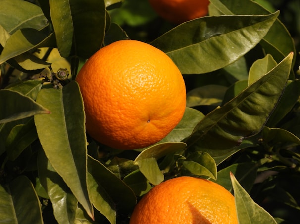 orange fruits