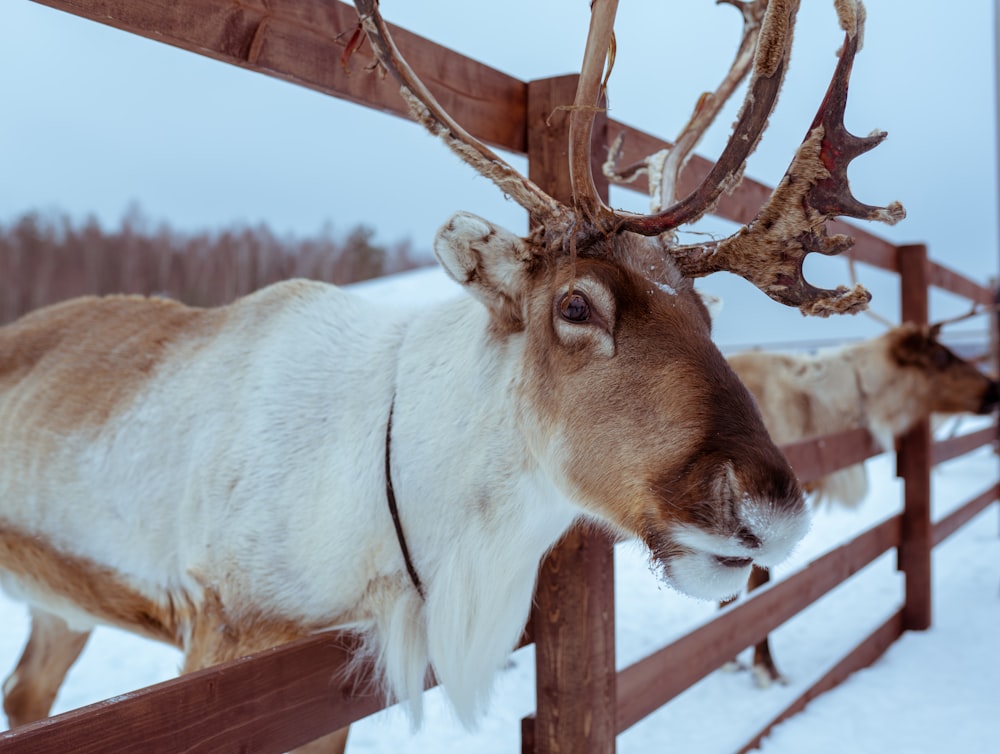 white and brown deer on snow near wooden fence at daytime