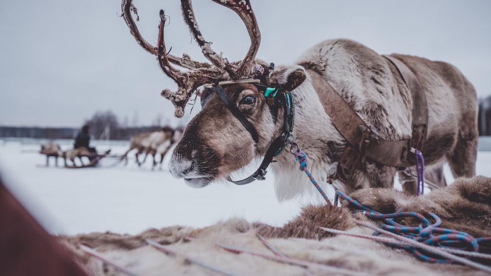 brown and white moose with blue leash