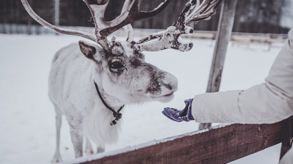 snow covered deer