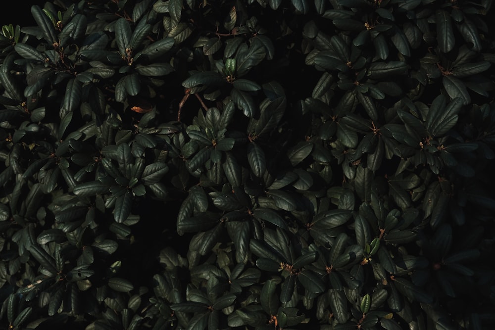 a close up of a plant with lots of leaves