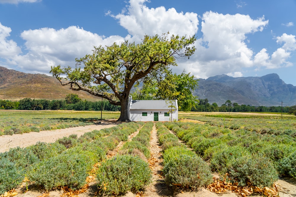 white house near green tree with mountain view