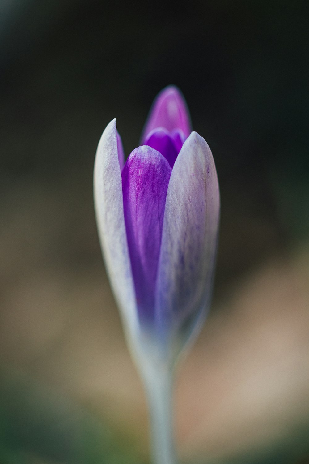 purple tulip flower bud