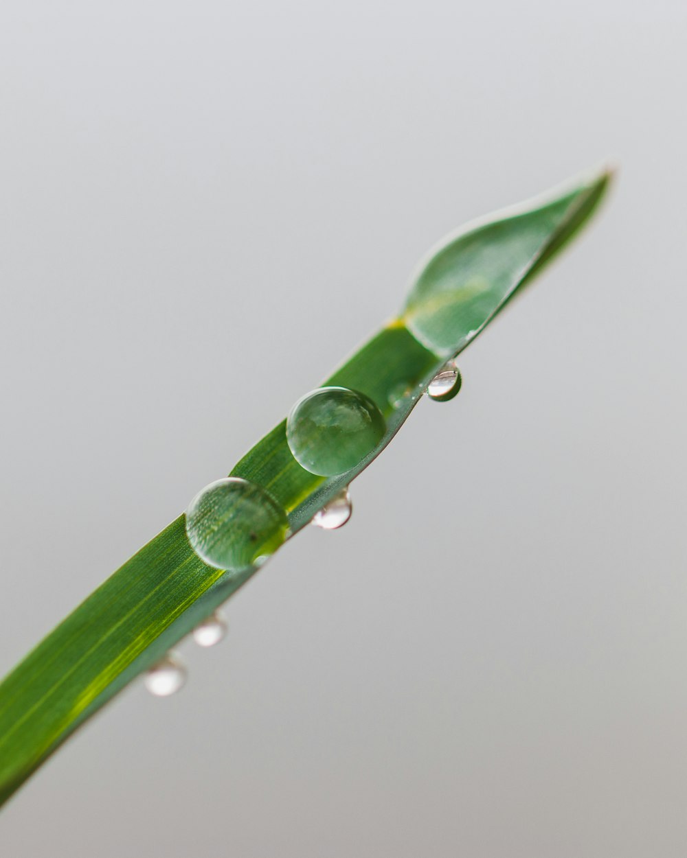 selective focus photography of water drops on leaf