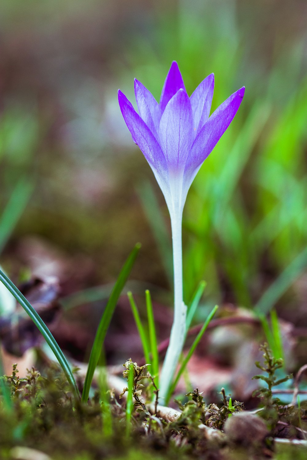 lilablättrige Blume