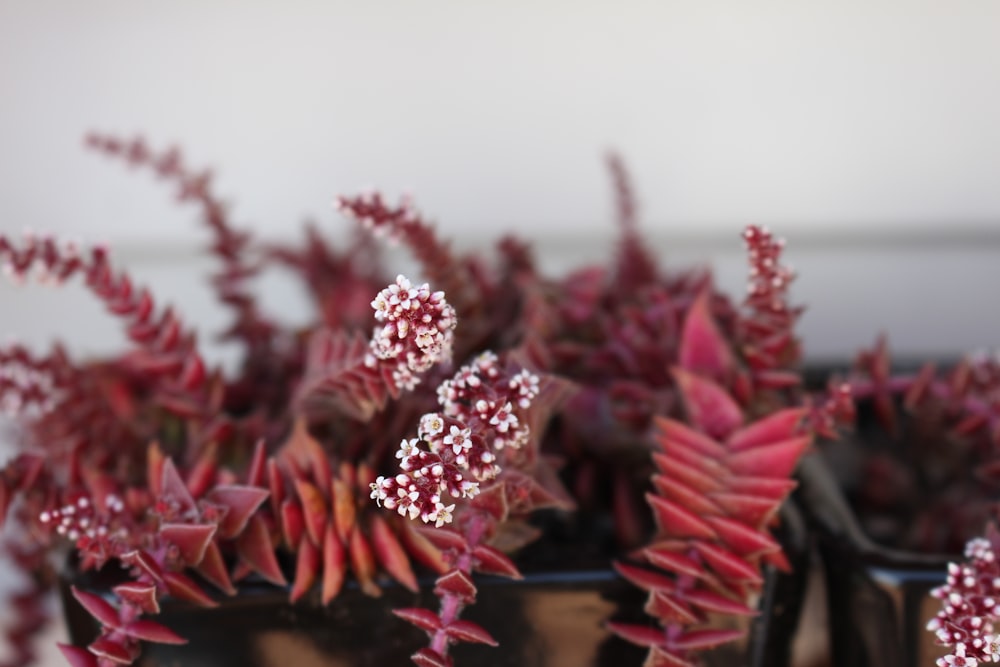 red-petaled flower