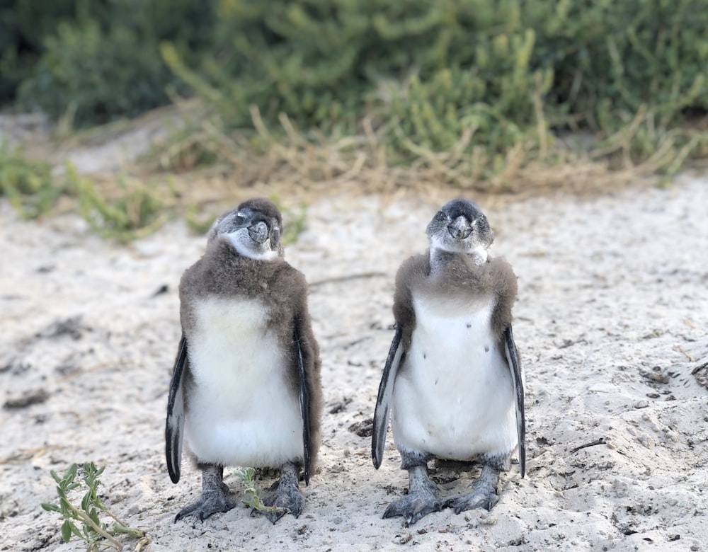 two white and brown penguins