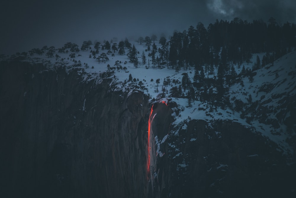 aerial photography of pine trees during night