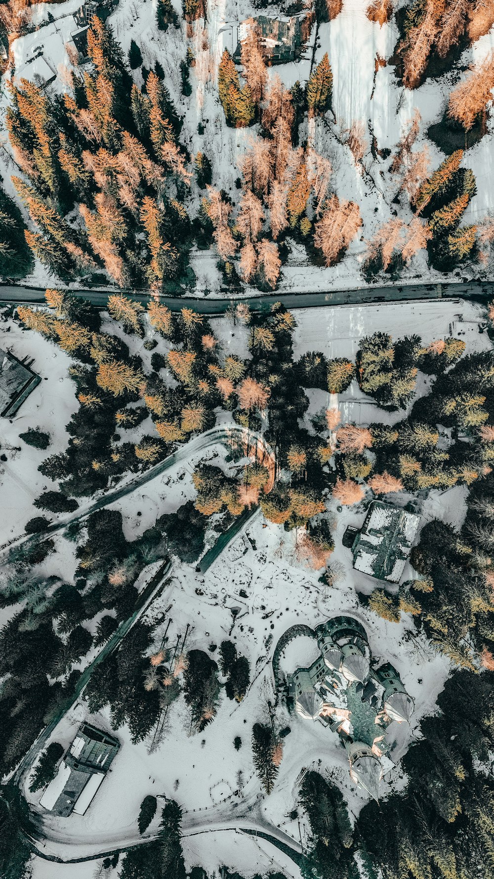 Photographie aérienne de pins sur un champ de neige