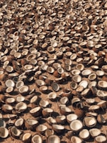 coconut shells