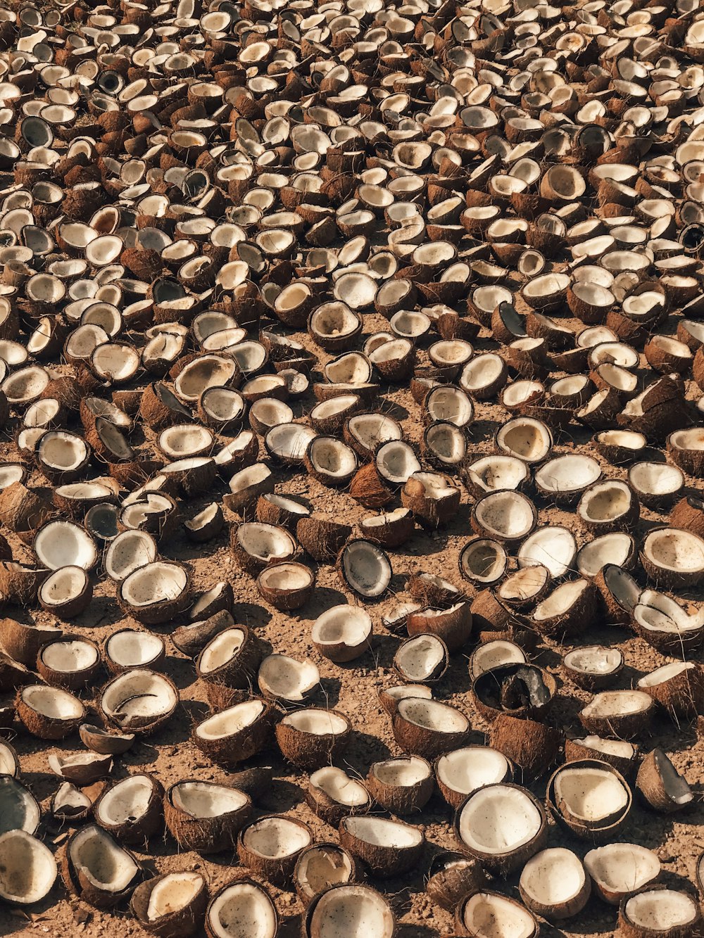 cascas de coco