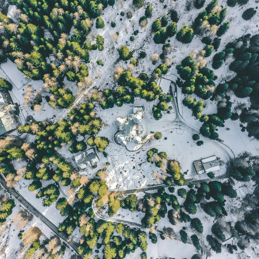 Vue aérienne d’une forêt