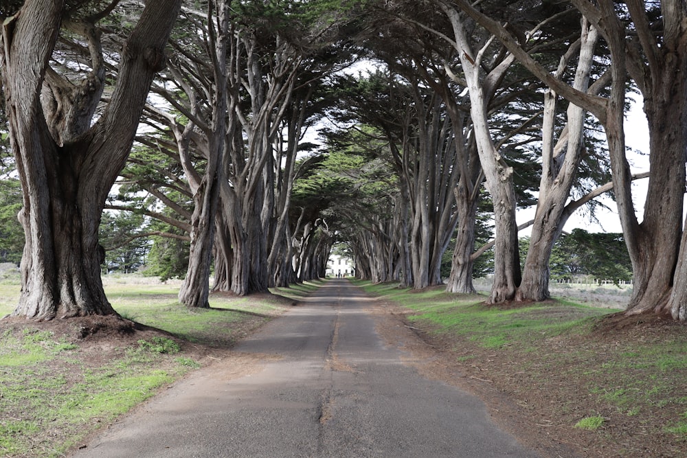 tree tunnel of empty road