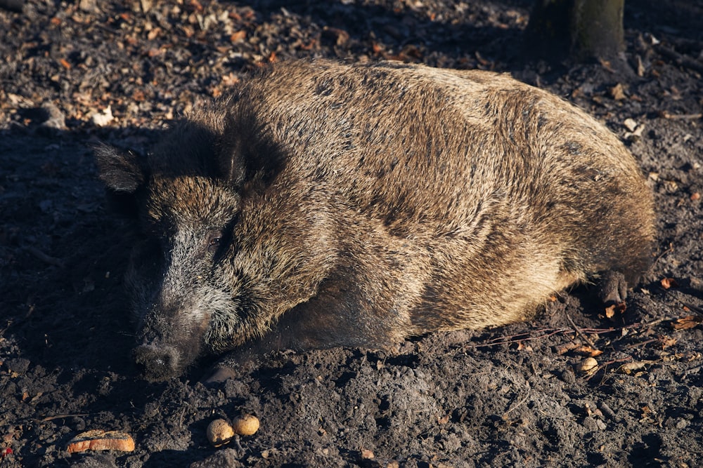 brown wild boar