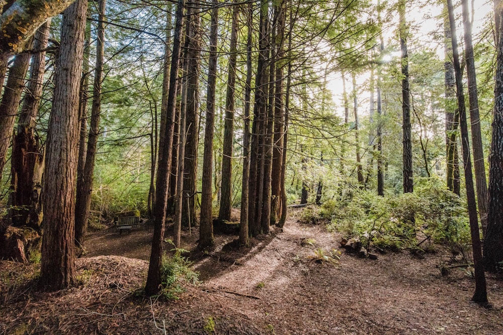 a path in the middle of a forest with lots of trees