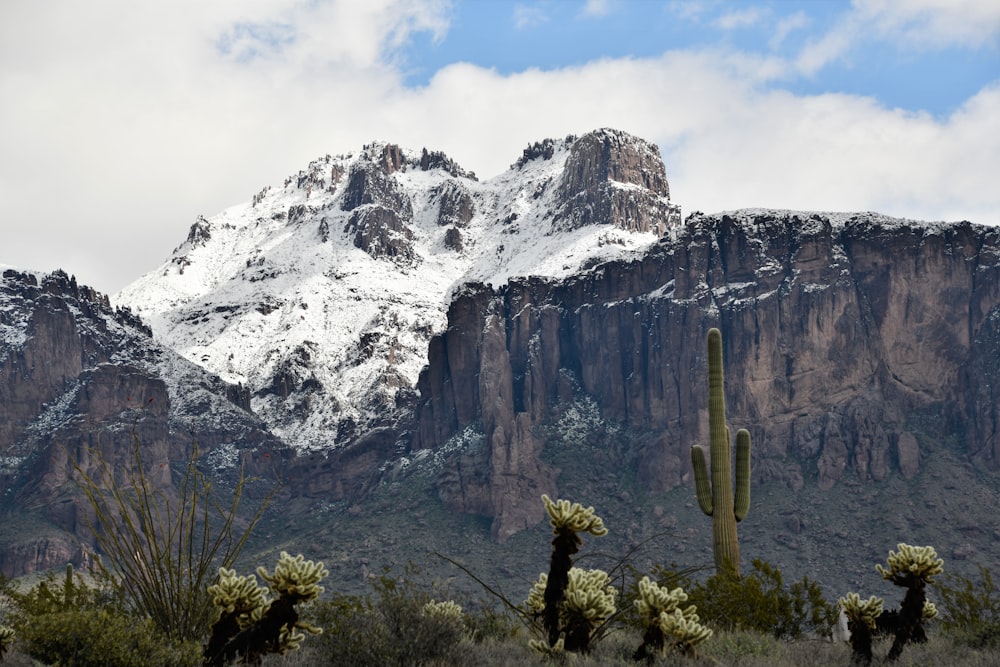 green trees front of ice-capped mountain