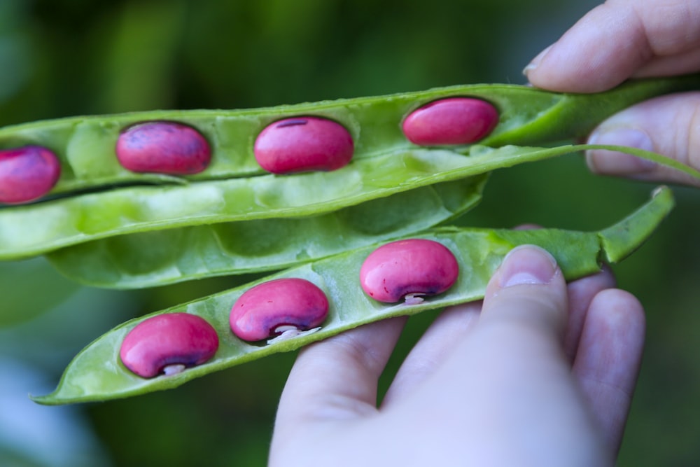 green beans