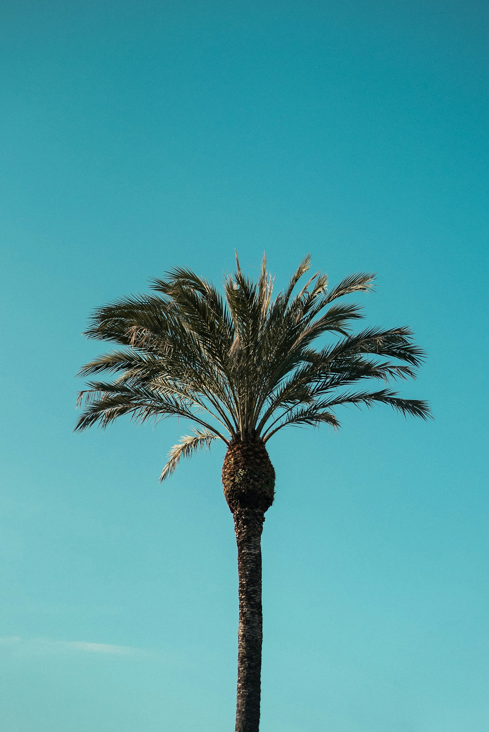 Sony a7S II + Sony DT 50mm F1.8 SAM sample photo. Green palm tree photography