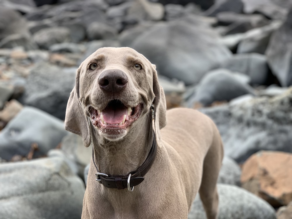 adult short-coated tan dog standing on gray rocks