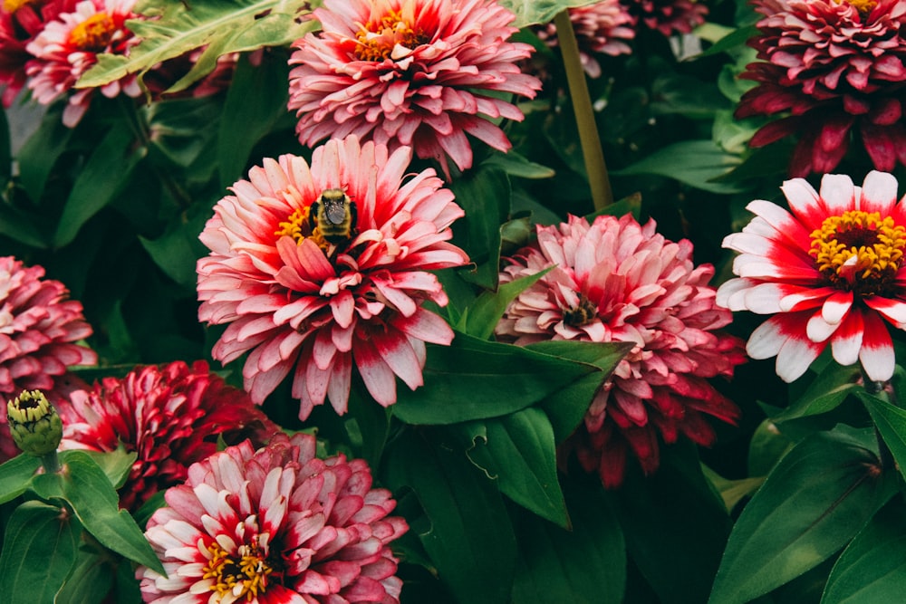 red and pink flowers