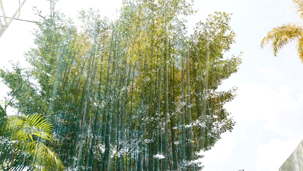 blue trees during daytime