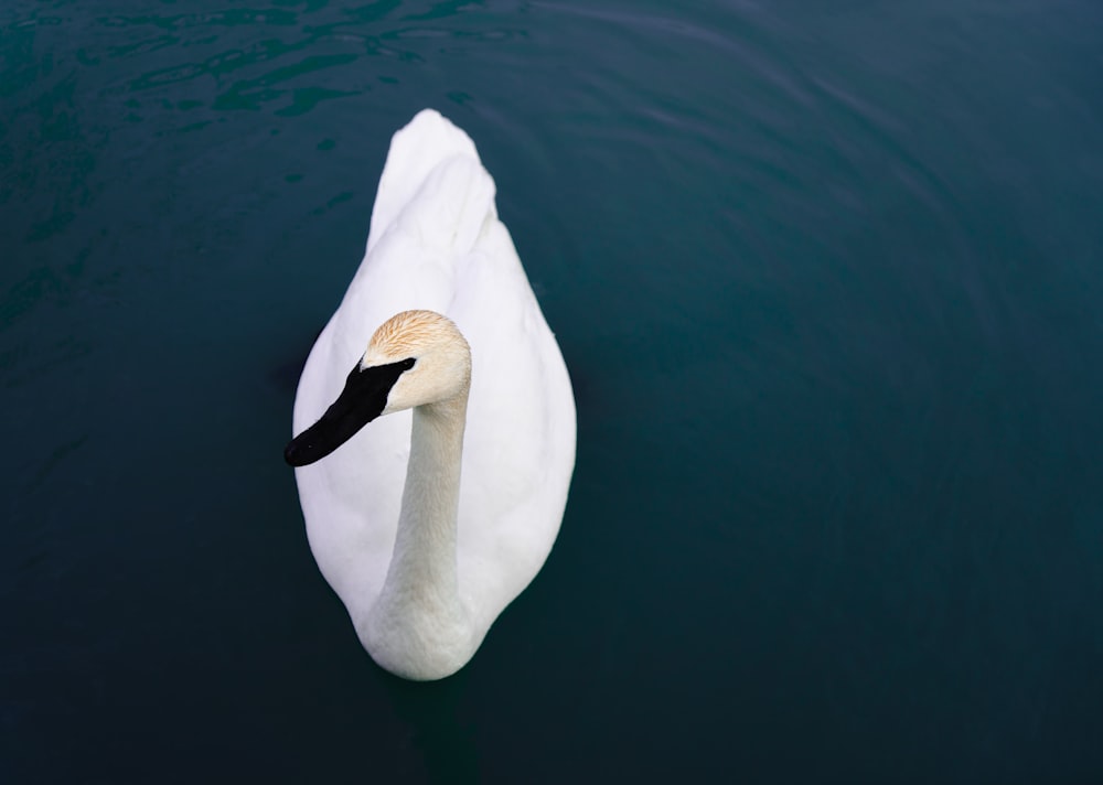 white swan floating on water