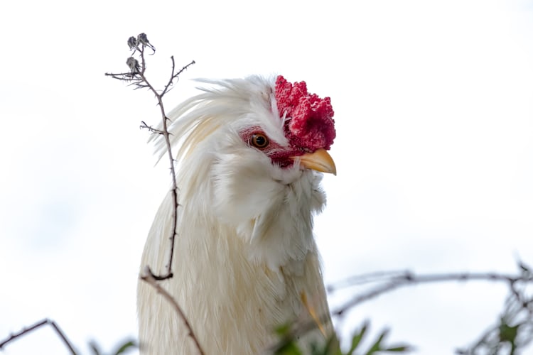 Курица животное фото Курица животное фото