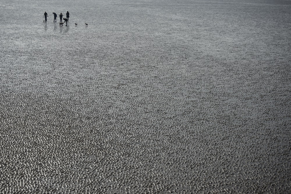 silhouette of people on body of water