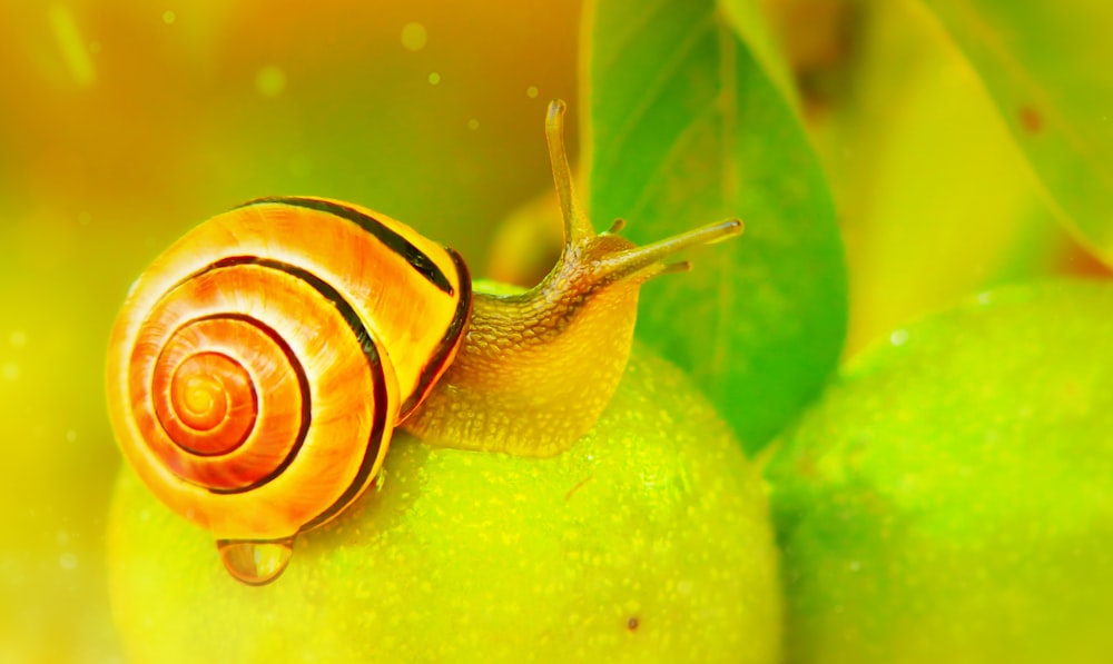 brown snail on fruit